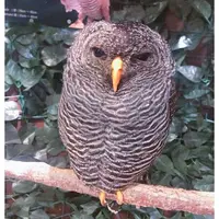 嵐山フクロウとヒョウ猫の森の写真・動画_image_318388