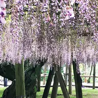 河内藤園の写真・動画_image_318406