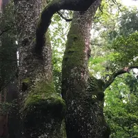 伊勢神宮の写真・動画_image_319432