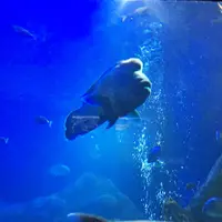 鳥羽水族館の写真・動画_image_319443