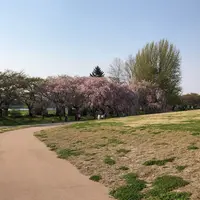 北上市立公園展勝地の写真・動画_image_320882