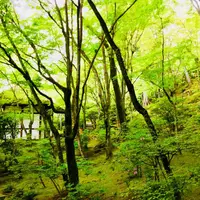 常寂光寺の写真・動画_image_321436