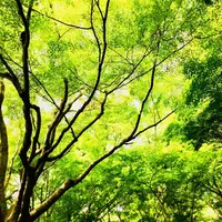 北野天満宮の写真・動画_image_321456