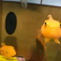 おたる水族館の写真・動画_image_322608