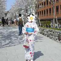 段葛の写真・動画_image_322841