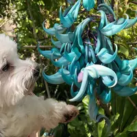 下賀茂熱帯植物園の写真・動画_image_323873
