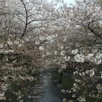 目黒川の写真・動画_image_324518