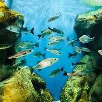 宍道湖自然館ゴビウスの写真・動画_image_324986