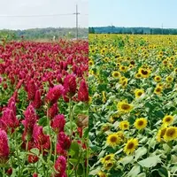 ひまわり村の写真・動画_image_324997