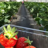 湯沢いちご村の写真・動画_image_326560