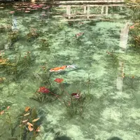 モネの池（名もなき池）の写真・動画_image_326996
