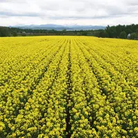 たきかわ菜の花まつりの写真・動画_image_328761