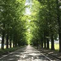 メタセコイア並木の写真・動画_image_330055