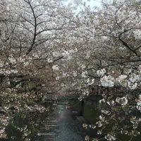 目黒川の桜並木の写真・動画_image_331320