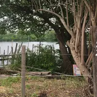 矢切の渡しの写真・動画_image_331503