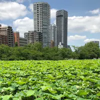 不忍池の写真・動画_image_331789