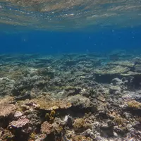 八重干瀬の写真・動画_image_331801