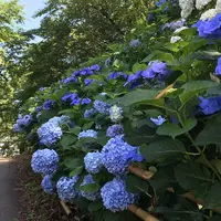 あじさい街道の写真・動画_image_332134