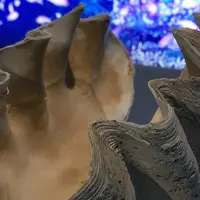 宮古島海宝館の写真・動画_image_332720