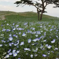 国営ひたち海浜公園の写真・動画_image_333500