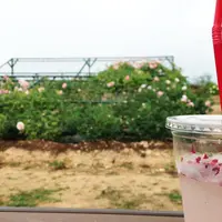 そらの花畑 世羅高原花の森の写真・動画_image_339388