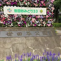 世田谷公園の写真・動画_image_339623