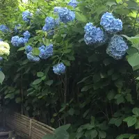 明月院（あじさい寺）の写真・動画_image_339658