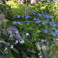 長谷寺の写真・動画_image_339660