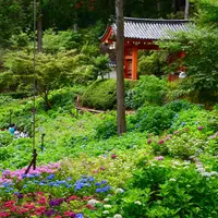 三室戸寺の写真・動画_image_339713