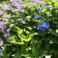 三室戸寺の写真・動画_image_339762