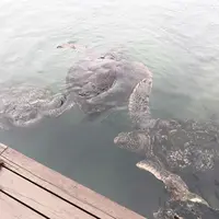 串本海中公園の写真・動画_image_341234