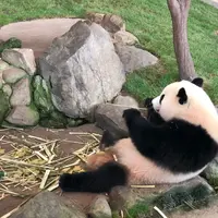 アドベンチャーワールドの写真・動画_image_341246