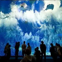 アクアワールド茨城県大洗水族館の写真・動画_image_342449