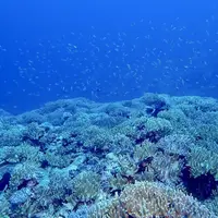 慶良間諸島周辺の写真・動画_image_342757