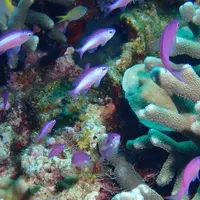 慶良間諸島周辺の写真・動画_image_342759