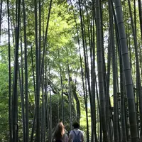 高台寺の写真・動画_image_343353