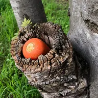 覚王寺の写真・動画_image_343788
