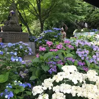 長谷寺の写真・動画_image_347048