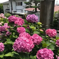 御霊神社の写真・動画_image_347050