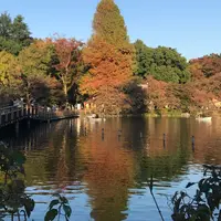 井の頭恩賜公園の写真・動画_image_403983