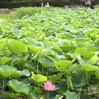 蓮華寺池公園の写真・動画_image_404883