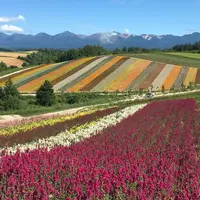 四季彩の丘の写真・動画_image_406477