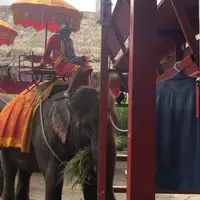 アユタヤ・エレファント・キャンプの写真・動画_image_407424