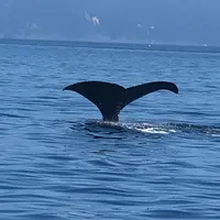 観光船・民宿はまなすの写真・動画_image_408094