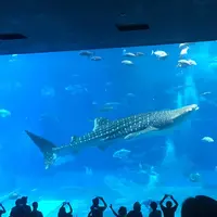 沖縄美ら海水族館の写真・動画_image_408693