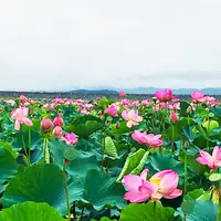 長沼の写真・動画_image_408727