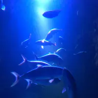 下関市立しものせき水族館・海響館の写真・動画_image_411621