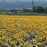 明野のひまわり畑の写真・動画_image_411808