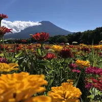 山中湖花の都公園の写真・動画_image_412289