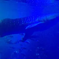 のとじま水族館　の写真・動画_image_412443